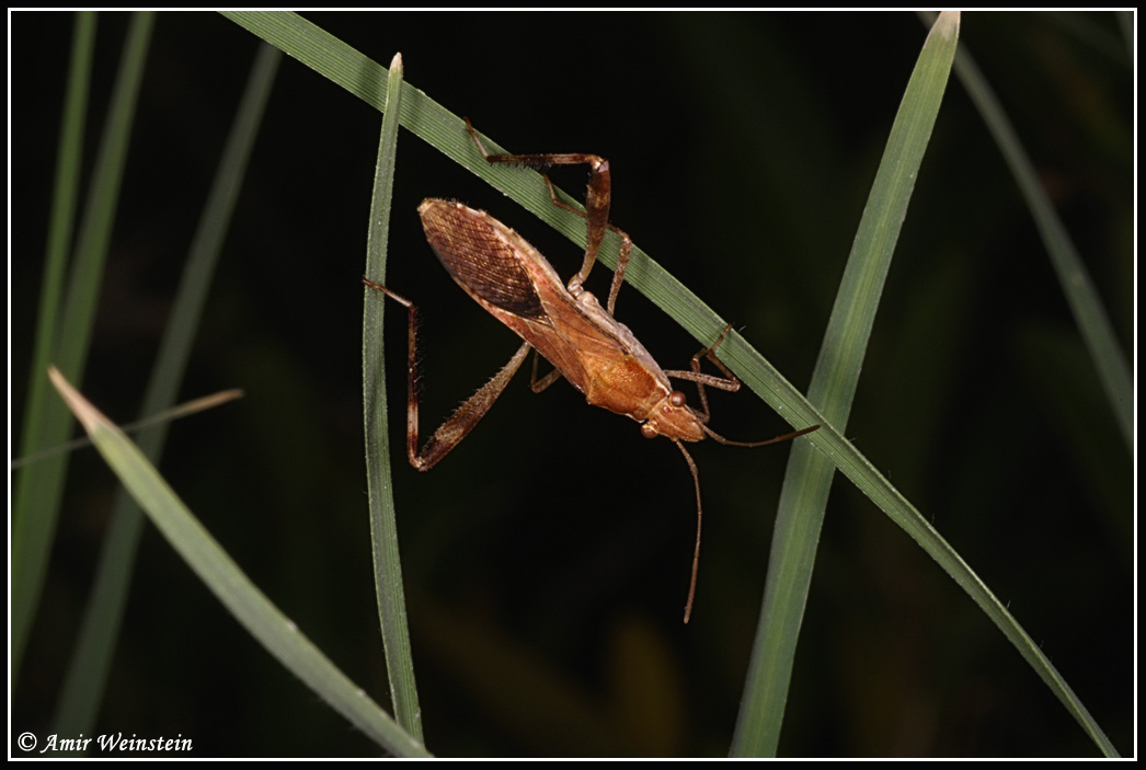 Heteroptera d''Israele: Alydidae nymphs